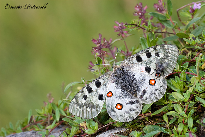 da identificare - Parnassius apollo